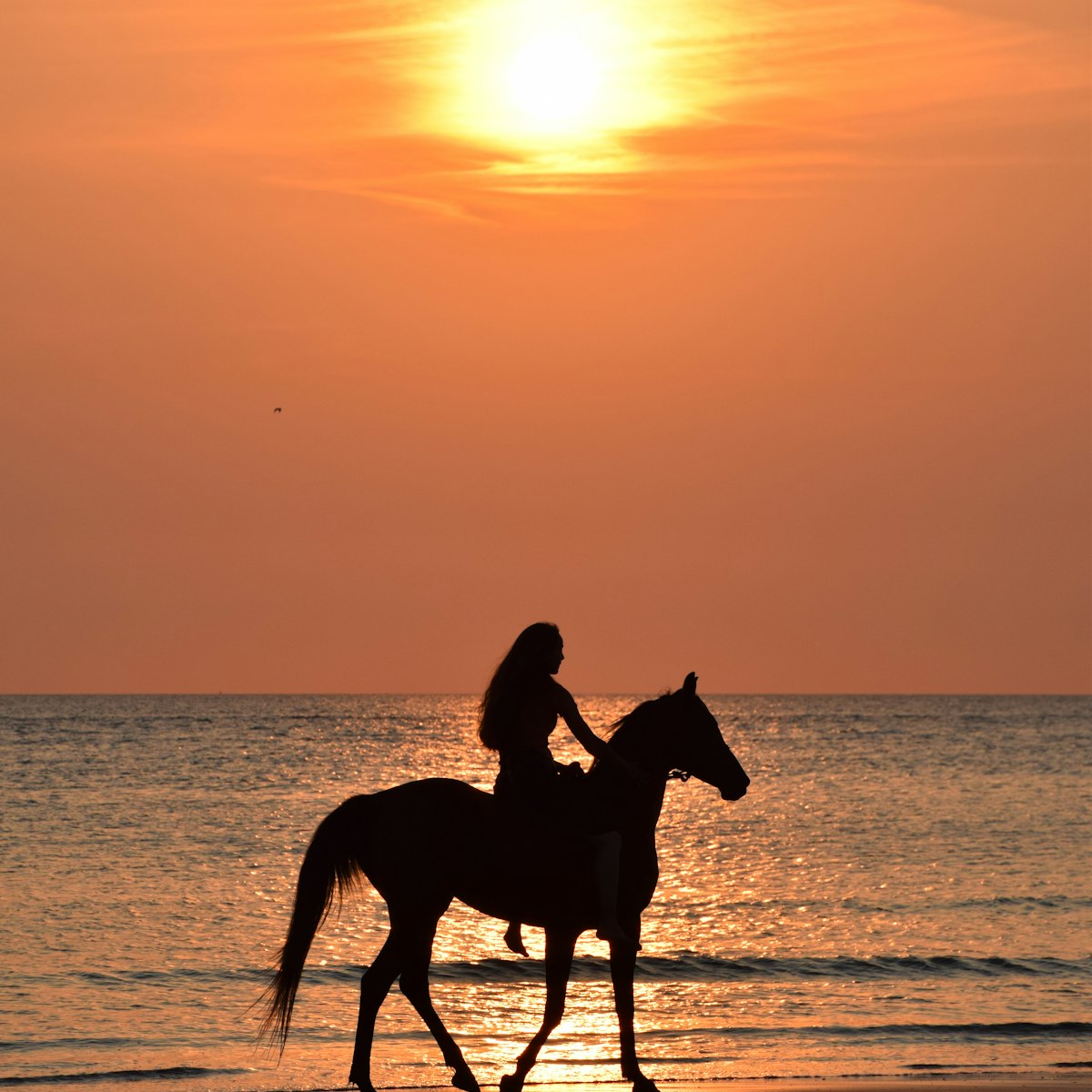 Cavalier au galop dans la palmeraie